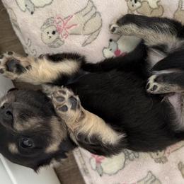 Dachshund Puppies from Coastal Bluff Pups