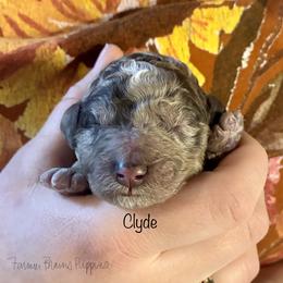 Clyde - Brown male Poodle puppy in Sedalia, Missouri from Farmer Brown's Puppies