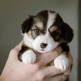 Cori - Black and tan female Pembroke Welsh Corgi puppy in South Otselic, New York from Ridge Top Corgis