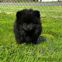 HOLD AKC PEPSI - Black male Pomeranian puppy in Watkins Glen, New York from Wicked Spirits Pomeranians