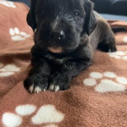 Girl 3 - Brown and white female Bernedoodle puppy in Riverside, California from Wimbledon Bernedoodles