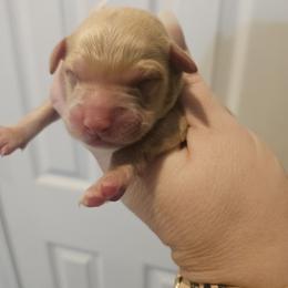 Maggie - Buff and white female Cockapoo puppy in Galena, Illinois from Perry's doodles