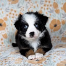 Snuggles - Black tri female Toy Australian Shepherd puppy in Liberty Hill, Texas from Pistol Paws Aussies