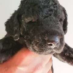 Curly-Coated Retriever Puppies from Tyneside Curlies
