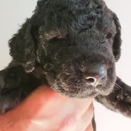 Curly-Coated Retriever Puppies from Tyneside Curlies