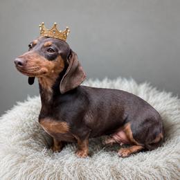 Princess - Dachshund