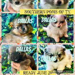 Pomeranian and Pomsky Puppies from Southern Poms of Texas