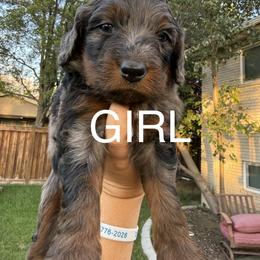 Bernedoodle Puppies from Kaylas Precious Puppies