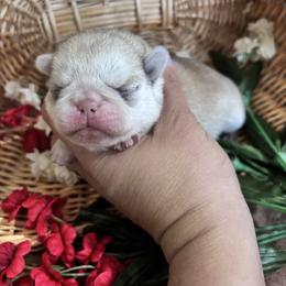 Pink collar - Cream female Pug puppy in Tucson, Arizona from Furever Friends