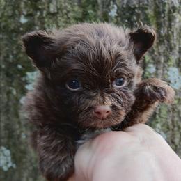 Pixie pup 1 - Chocolate male Pomeranian puppy in Carrollton, Georgia from B AND R'S POMERANIAN'S