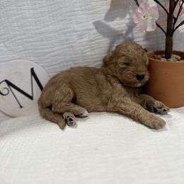 Poodle Puppies from Moore Poodles