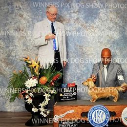 Dachshund Puppies from Sugarbakers Kennel