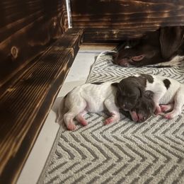German Shorthaired Pointer Puppies from Oakley’s Shorthairs