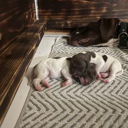 German Shorthaired Pointer Puppies from Oakley’s Shorthairs