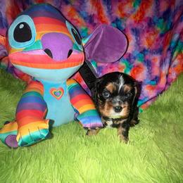 Romeo - Black and tan male Cavalier King Charles Spaniel puppy in Broken Arrow, Oklahoma from Cavalier King Charles Heartland
