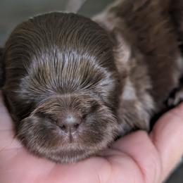 Chesney - Chocolate male Shih Tzu puppy in Claxton, Georgia from Small Pawz Shih tzu