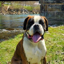 Boxers from RT Boxers
