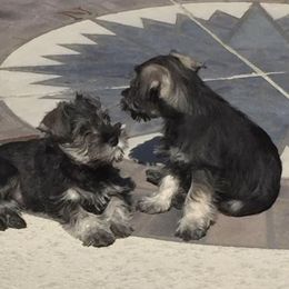 Miniature Schnauzer Puppies from ZRULES