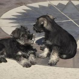Miniature Schnauzer Puppies from ZRULES