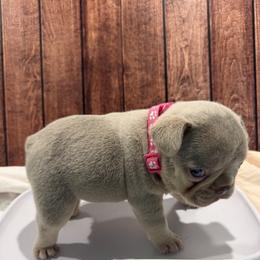 Boy 4 - male French Bulldog puppy in Hillside, New Jersey from Nook Frenchies