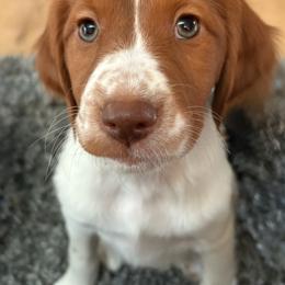 Brittany Puppies from Caliah Brittanys