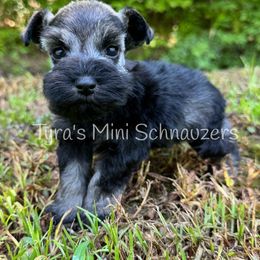Boy 1 - Salt and pepper male Miniature Schnauzer puppy in Kentucky from Tyra's Mini Schnauzers