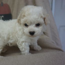 Charlie - Companion Cross puppy from Panther Creek Road