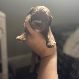 Sha Baby - Red female Cavapoo puppy in Picayune, Mississippi from JEN's Poodles