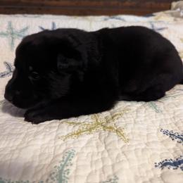 Black - Black female German Shepherd puppy in Luna, New Mexico from Von De León German Shepherds