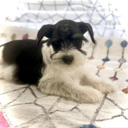 Will - Black and silver male Miniature Schnauzer puppy in Overton, Texas from Beards & Bows Schnauzer Farm