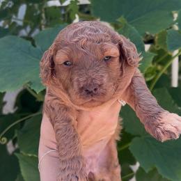 Marmee - Red  female Goldendoodle puppy in Cocoa, Florida from The Coastal Homestead