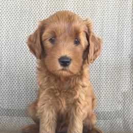 Sunrise - Red  female Goldendoodle puppy in Point, Texas from Tiny Paws Goldendoodles