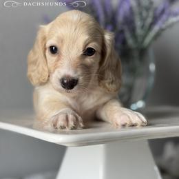 London - Cream female Dachshund puppy in Clever, Missouri from Autumn Breeze Dachshunds