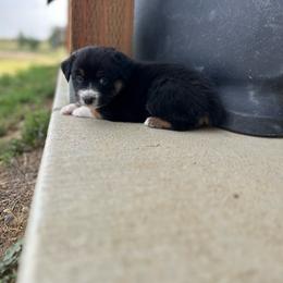 Girl 2 - Black tri-color female Australian Shepherd puppy in Broadview, Montana from Montana Aussies