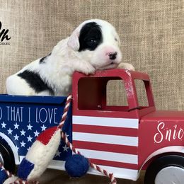 Sheepadoodle Puppies from Narrow Path Puppies