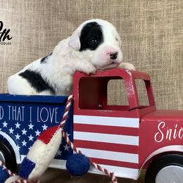 Sheepadoodle Puppies from Narrow Path Puppies