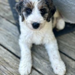 Moose Tracks - Parti female Goldendoodle puppy in Taylorsville, North Carolina from Heartfelt Doodles