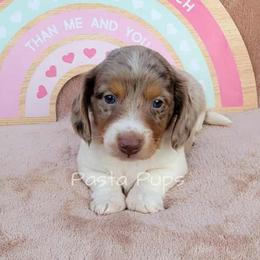 AKC Gelato - Dapple male Dachshund puppy in Texarkana, Arkansas from Pasta Pups Miniature Dachshunds
