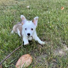 23 Brown collar - White and fawn female Pembroke Welsh Corgi puppy in Port Republic, Maryland from Bestfurends