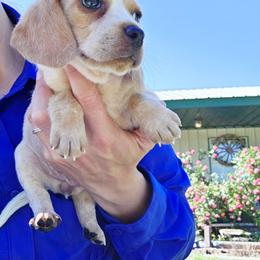 Honey - Lemon female Beagle puppy in Bunch, Oklahoma from Julie’s Jewels Puppies