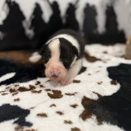 Jackson - Black and white male Border Collie puppy in Washburn, Missouri from BS Farms