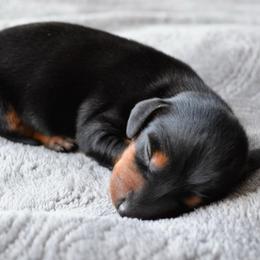 Boy 2 - Black and tan male Dachshund puppy in Afton, Oklahoma from C5 Doodles