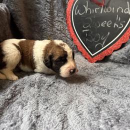 Whirlwind - Brown and white male Saint Berdoodle puppy in Traverse City, Michigan from Bare Paws Saint Berdoodles