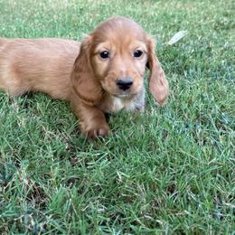 Dark cream -solid - Cream male Dachshund puppy in Nashville, Arkansas from Whisenhunt Farms
