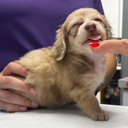 Annie - Dapple female Dachshund puppy in Miami, Florida from Maitime Dachshund