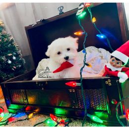 Maltese Puppies from OT Maltese & Co