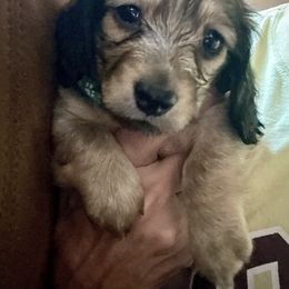 Raven - Cream female Dachshund puppy in Minnesota from Scarletson Dachshunds
