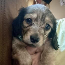 Raven - Cream female Dachshund puppy in Minnesota from Scarletson Dachshunds
