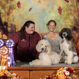 Goldendoodles, Golden Retrievers, and Poodles from Oregon's Oodles of poodles & doodles
