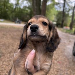 Dachshund Puppies from The long dogs of indiana